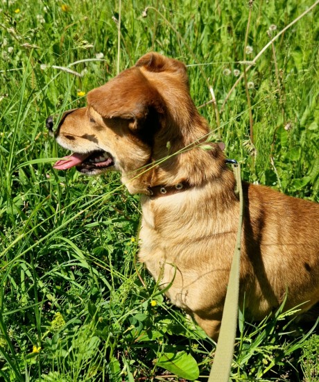 Pako