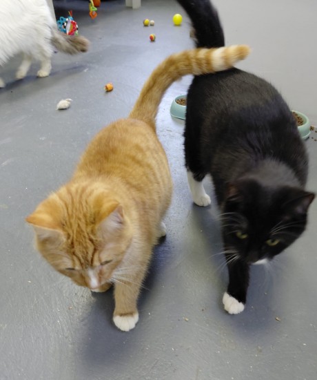 Keksiņš un Kanēlis