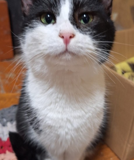 Moli-Fiona