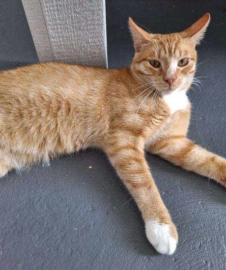 Otto