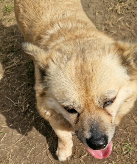 Džulja
