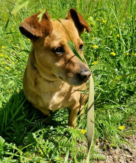 Pako