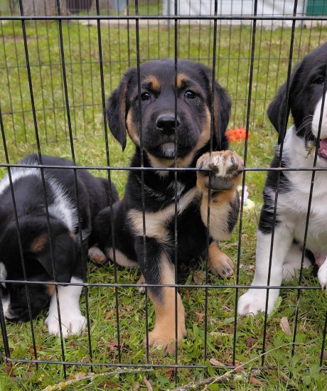 Rondo, Reiko, Remus