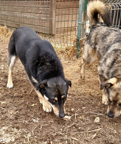 Tiko