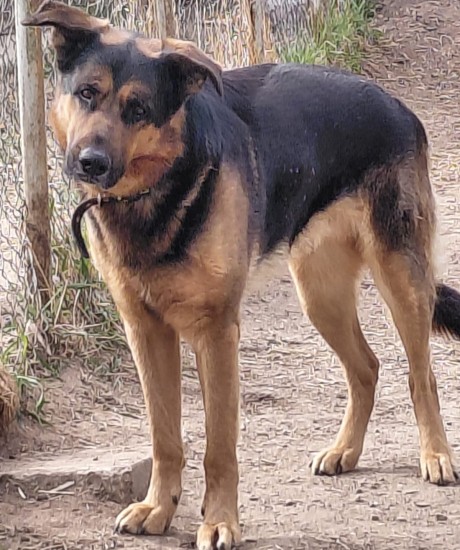 Tobis