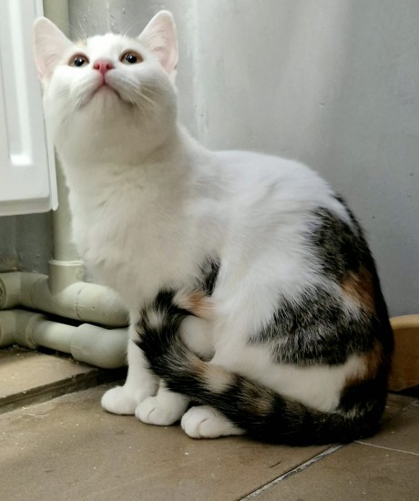 Vendija