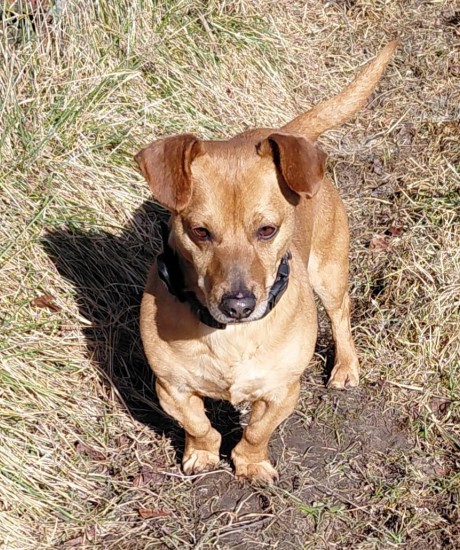 Pako