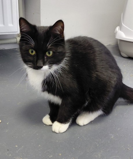 Keksiņš un Kanēlis