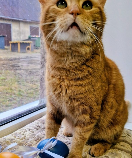 Mango