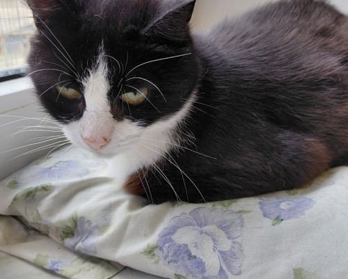 Podziņa