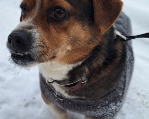 Draudziņš (Družoks)