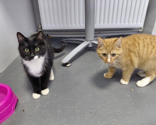 Keksiņš un Kanēlis