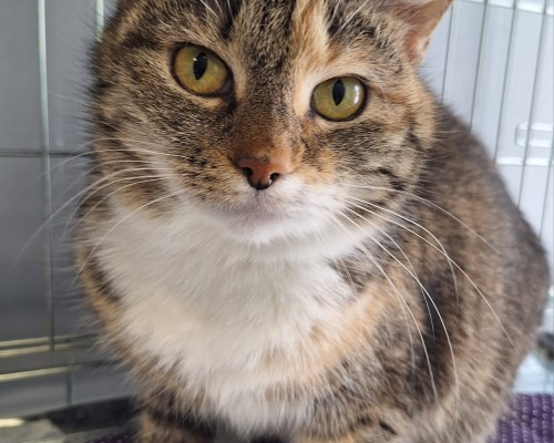 Matilde