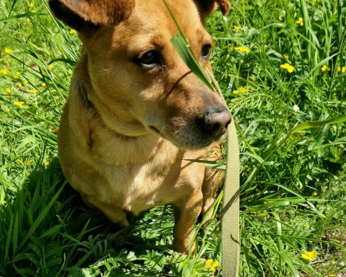 Pako