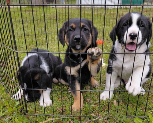 Rondo, Reiko, Remus